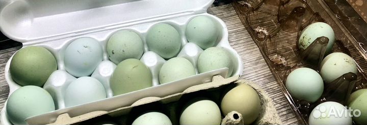 Яйца ухейилюй