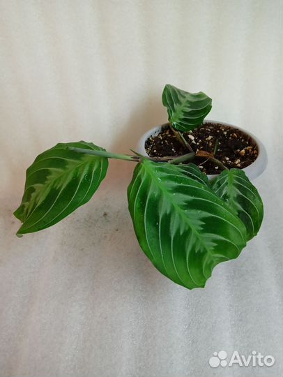 Маранта Cat moustache