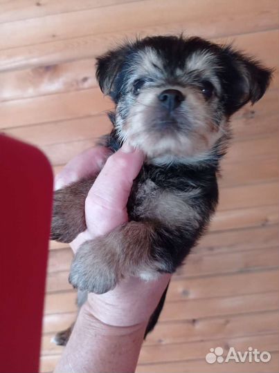 Йоркширский терьер