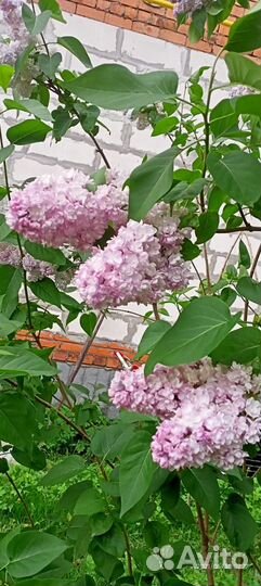 Саженцы сирени