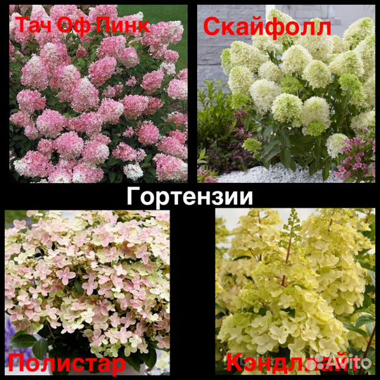 Гортензия Самарская лидия, Ванила Фрайз