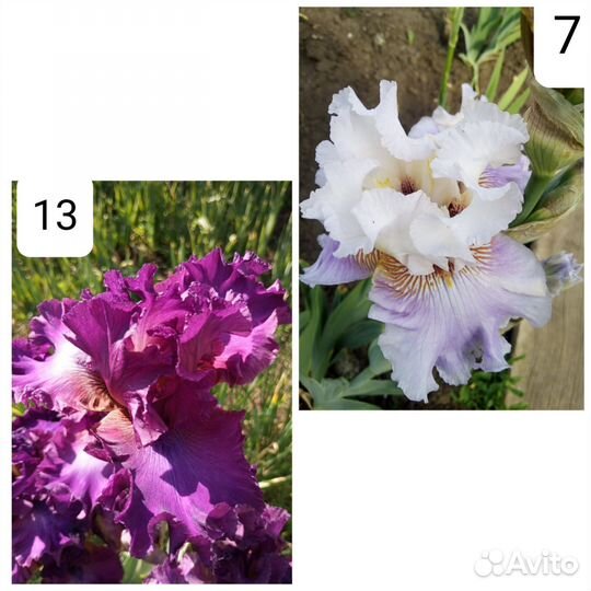 Ирисы бородатые сортовые крупные морозостойкие
