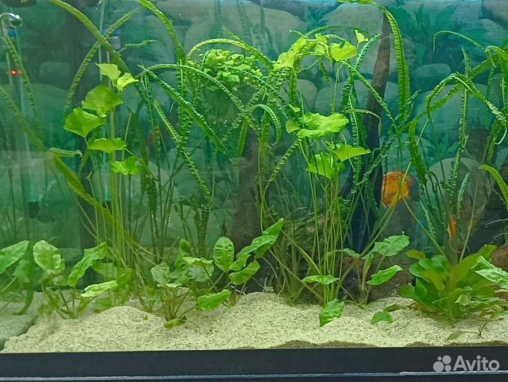 Обслуживание аквариумов