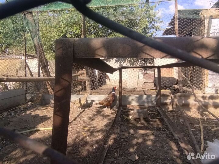 Цесарки и фазаны