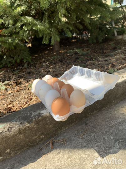 Домашние куриные яйца, козье молоко