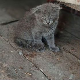 Котята в добрые руки бесплатно девочки