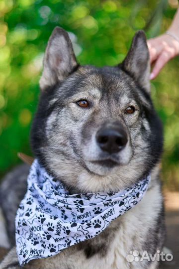 Собака Гром