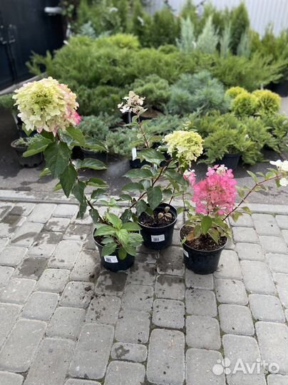 Дёрен, спирея, пузыреплодник, ива