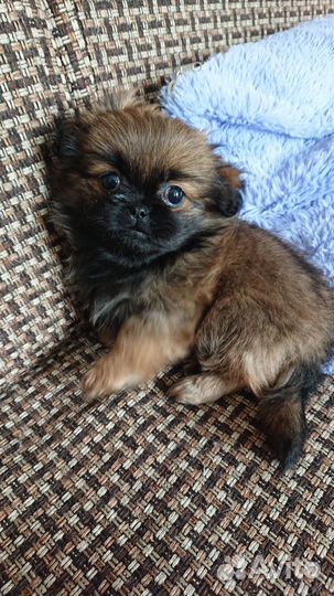 Щенки пекинеса