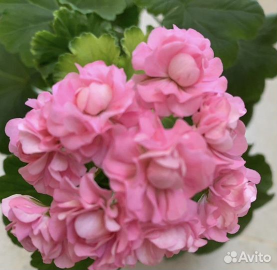 Пеларгония герань сортовая