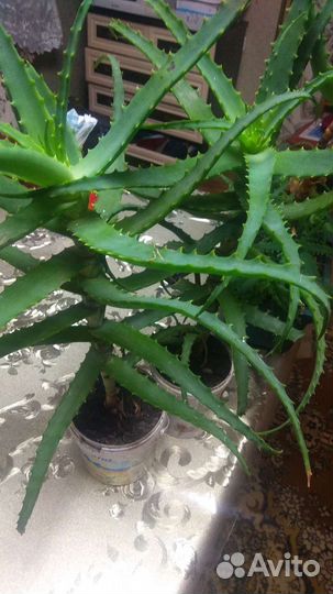 Алоэ лечебный,возраст-около 3 лет