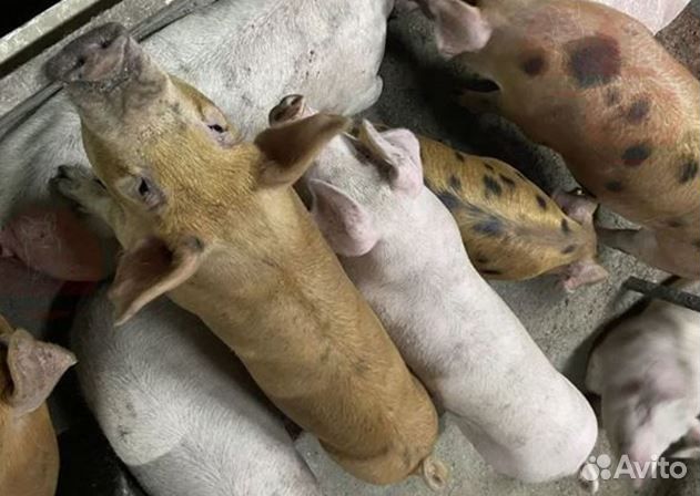 Мясо свинина. Четвертинка. Забой и доставка завтра