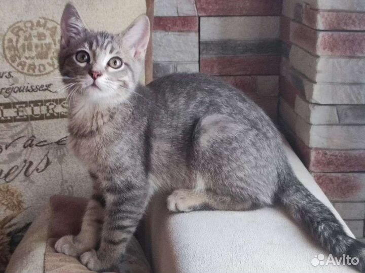 Ласковый кот мурлыка