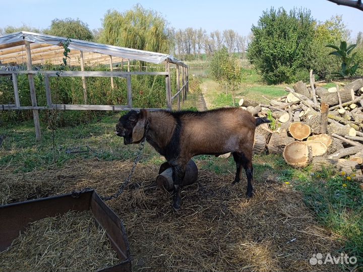 Продаю коз зааненских козёл чистокровный нубиец