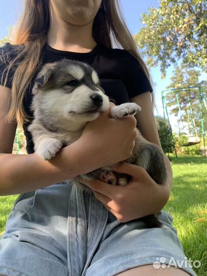 Щенки 1 месяц