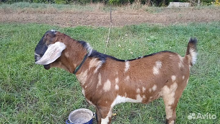 Коза и козёл