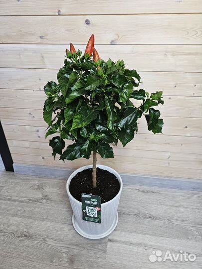 Гибискус Красный Дерево цветёт с бутонами