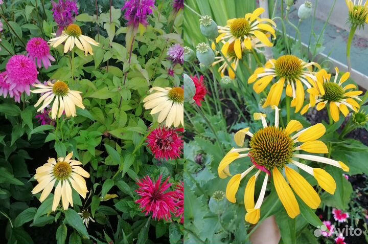 Саженцы многолетних растений. Часть I