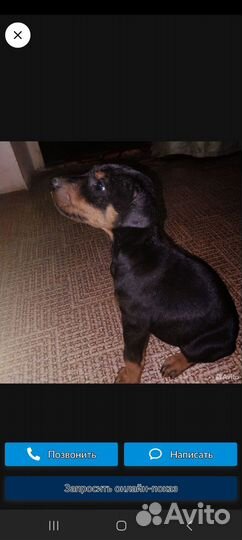 Щенки добермана