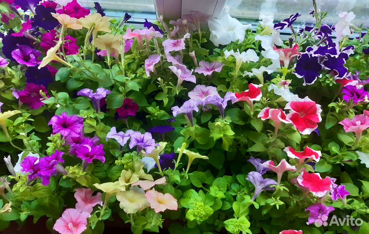 Рассада цветов