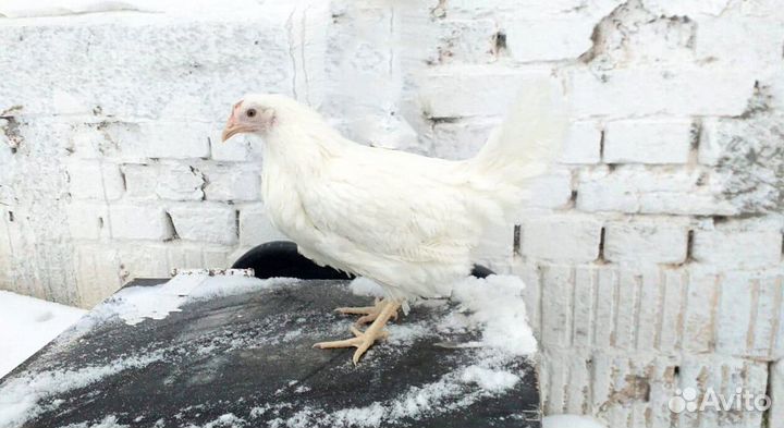 Курочки Несушки с доставкой