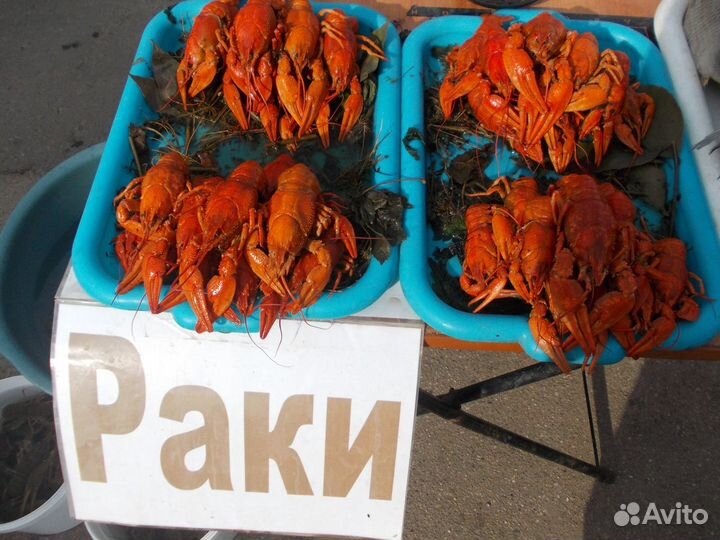 Живые и вареные раки