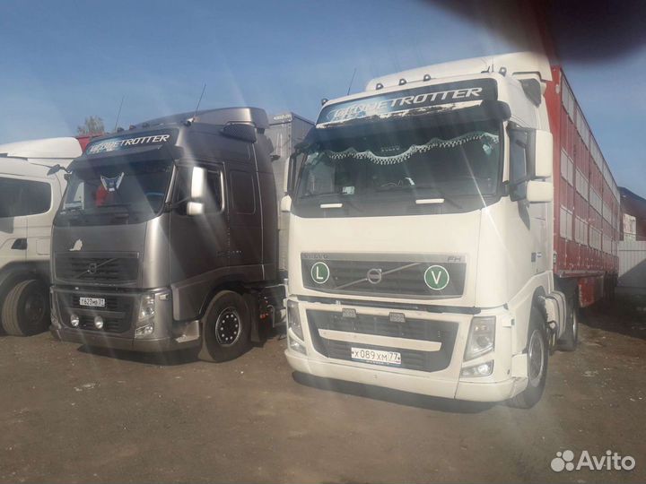 Скотовоз, перевозка скота