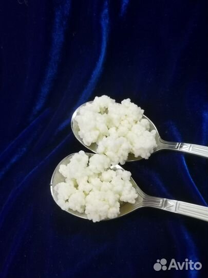 Кефирный гриб