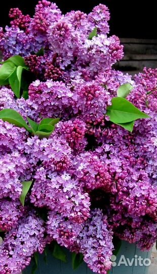 Сирень букет