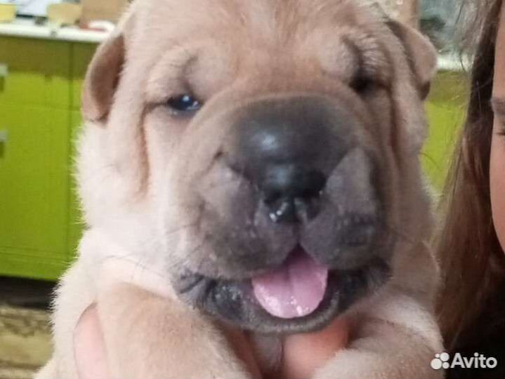 Собаки щенки шарпей