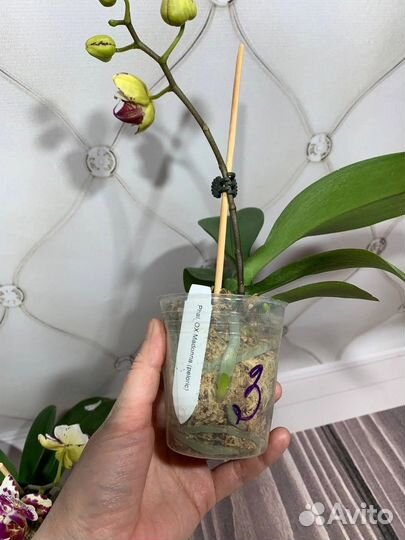 Цветущие бабочка Madonna орхидеи