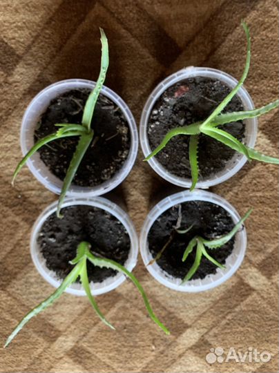 Алоэ, колеус