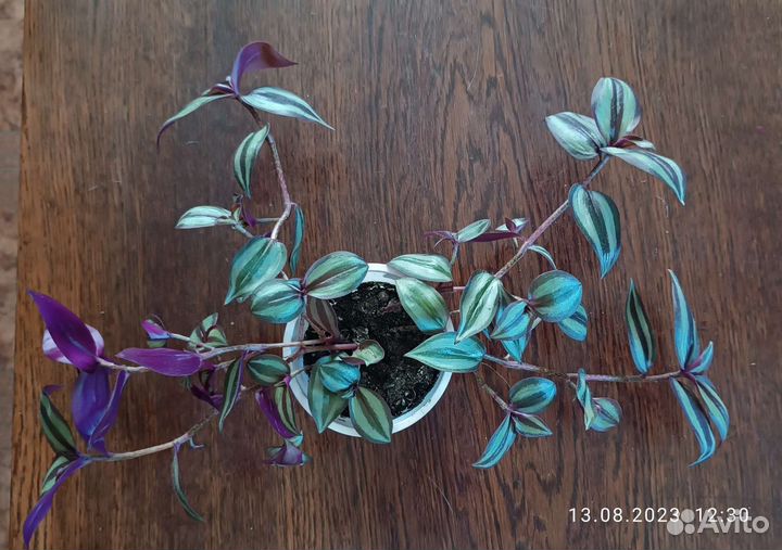 Традесканция