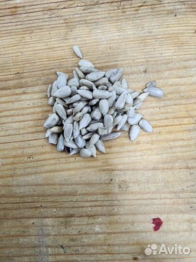 Ядро подсолнечника