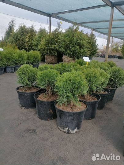 Туя Смарагд и другие сорта