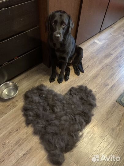 Груминг собак