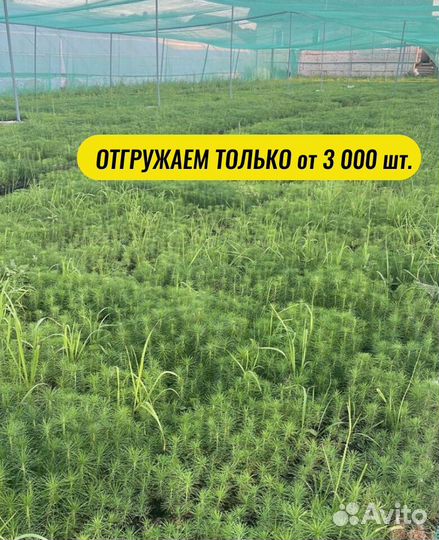 Саженцы ели зкс от производителя