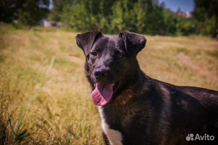 Спасите Еву из приюта