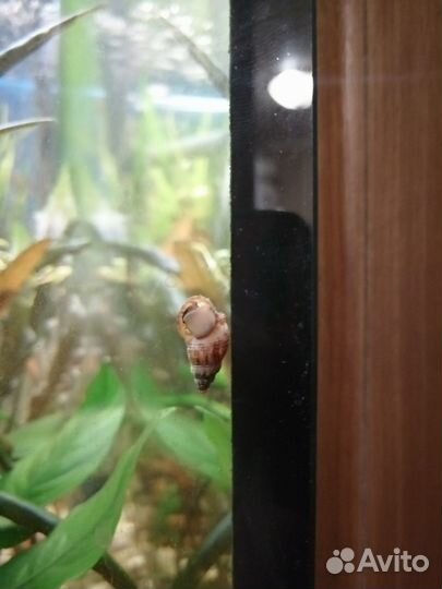 Улитки мелании