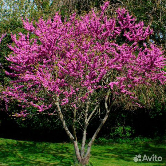 Церсис семена