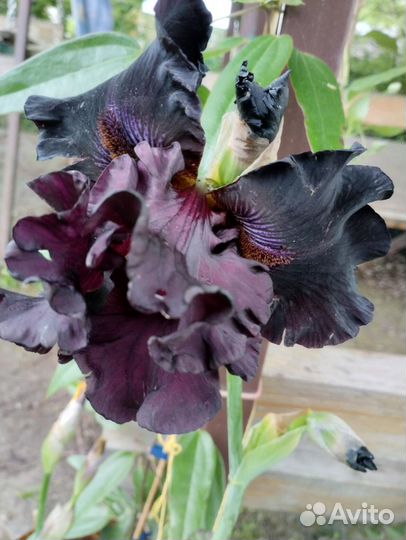 Кортадерия ирисы бородатые