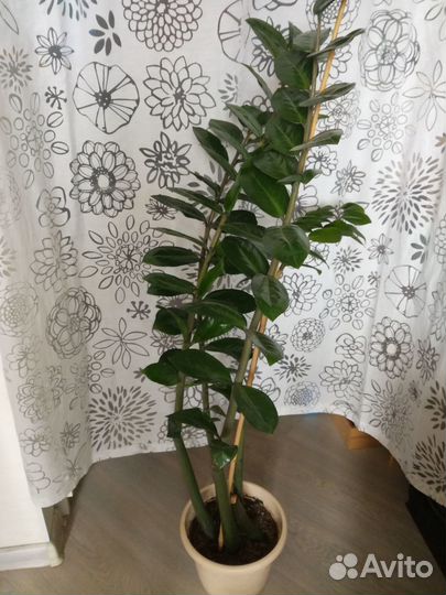 Замиокулькас (долларовое дерево)