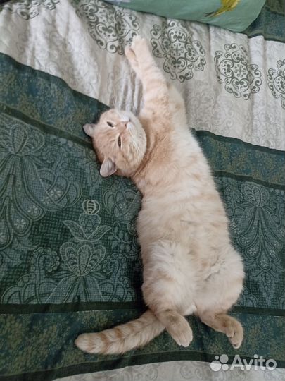 Шотландский кот