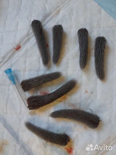 Ветеринарный врач на дом