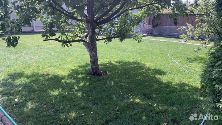 Рулонный газон, укладка рулонного газона