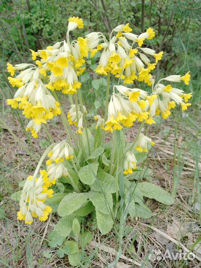 Цветы, рассада, семена