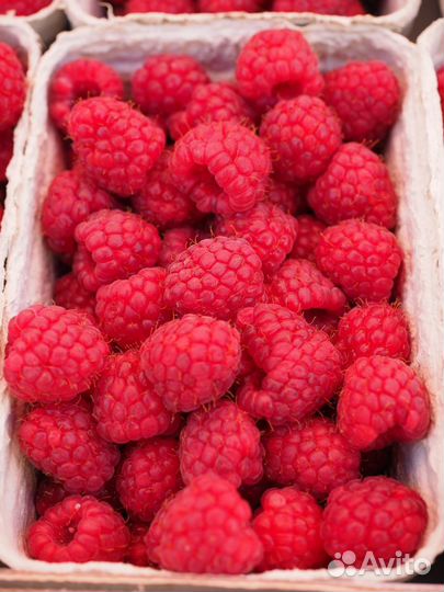 Саженцы малины (ремонтантной),облепихи