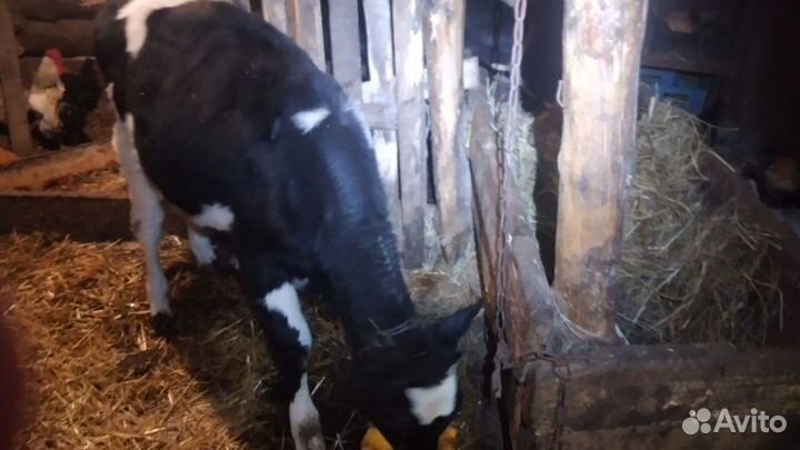 Продаются телята