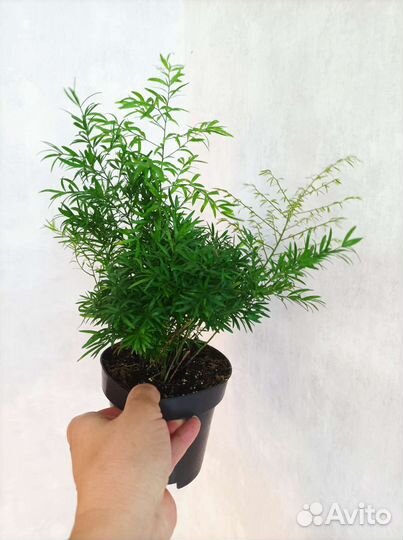 Папоротник