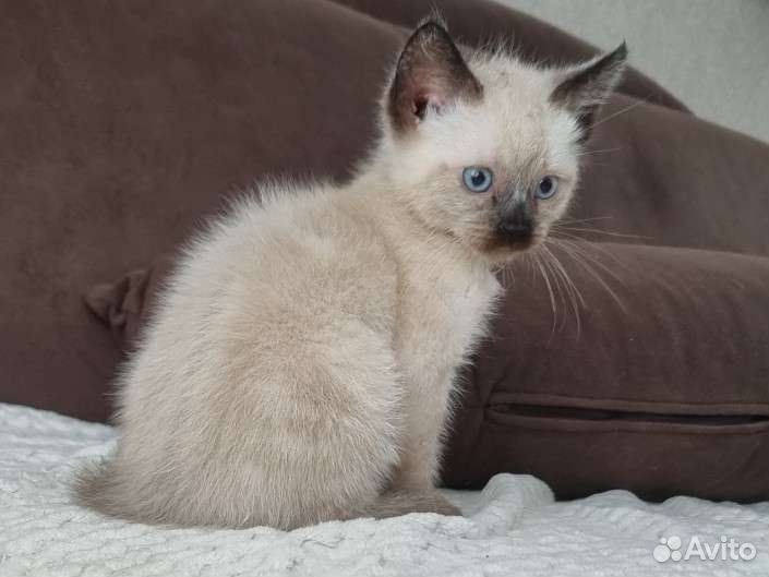Сиамские котята